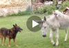 Donkey Makes Friends With Cats And It's The Cutest Thing