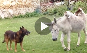 Donkey Makes Friends With Cats And It's The Cutest Thing