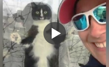 Mail Carrier Gets Fierce Reaction From “Guard-Cat” When Brings The Mail Everyday