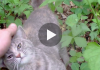 Man Goes For A Walk, But Then All Of A Sudden Discovers An Abandoned Kitten In Distress