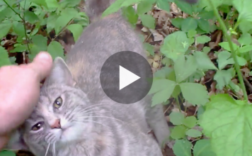 Man Goes For A Walk, But Then All Of A Sudden Discovers An Abandoned Kitten In Distress
