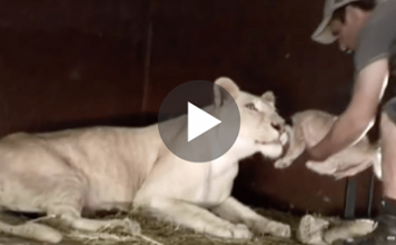 Watch How The Lioness Reacts As This Man Tries Picking Up Her New Born Cub