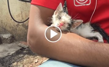 Kitten Stranded On Ledge Is So Happy This Man Came Along