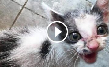 Rescue Transformation Of A Terrified Abandoned Kitten Will Amaze You