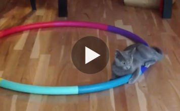 Cat Gets Stuck In Never Ending Hula Hoop