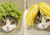 Maru The Cat Accidentally Tries On Different Wigs After His Owner Builds A Box Trap, And It’s Hilarious