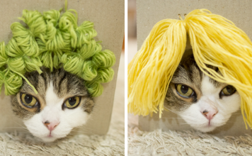 Maru The Cat Accidentally Tries On Different Wigs After His Owner Builds A Box Trap, And It’s Hilarious