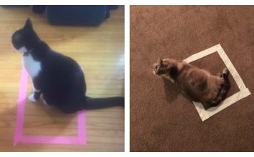 The Internet Discovers A New Way To Mess With Your Cat, And It Wins!