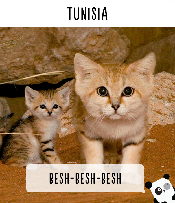 cat-world-names-14