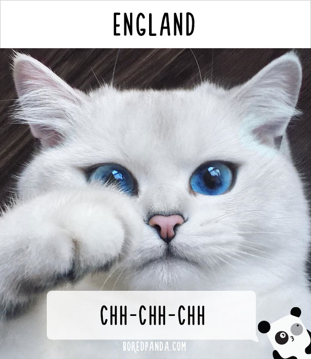 cat-world-names-16