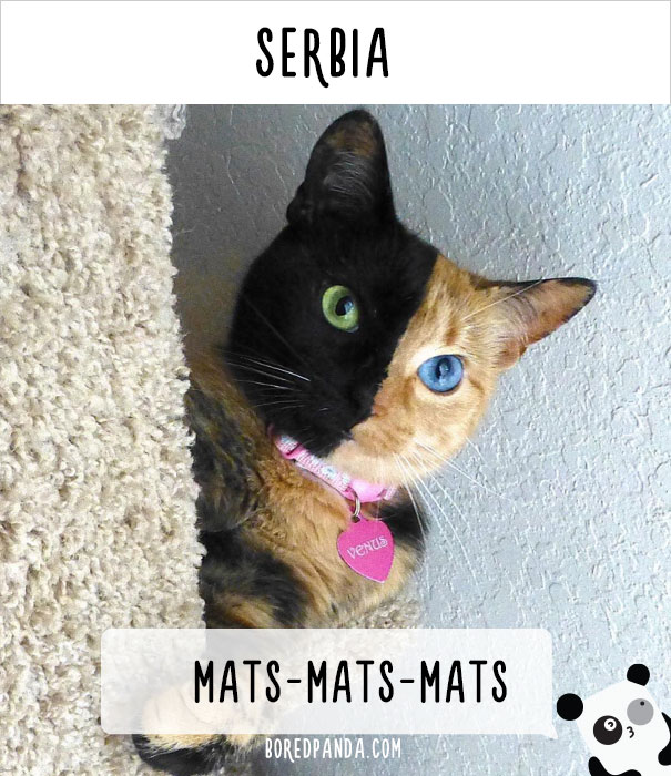 cat-world-names-21