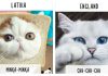 How Different Countries Call For Cats' Attention…Interesting!