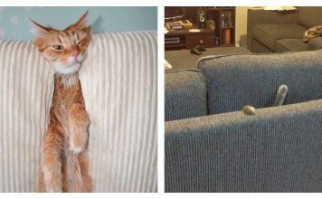 8 Cats That Show Getting Devoured By Couches Is A Real Feline Struggle…