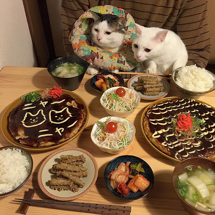 cats-watching-people-eat-naomiuno-13