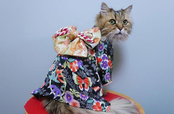 kimono-cats-02