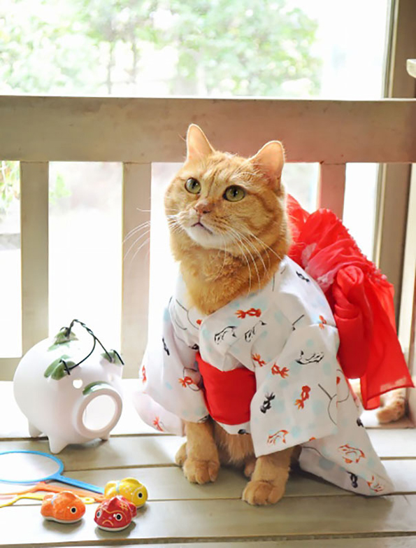 kimono-cats-09