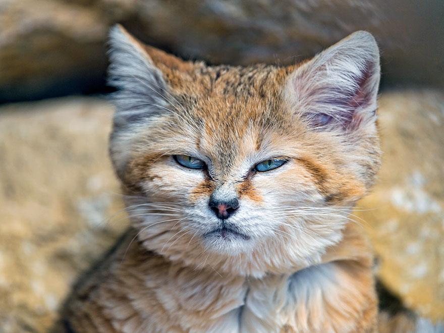 sand-cats-kittens-forever-9