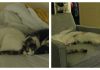 These Two Cats Are Experts At Synchronized Sleeping