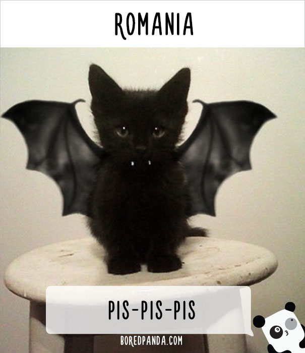 world-cat-names-01