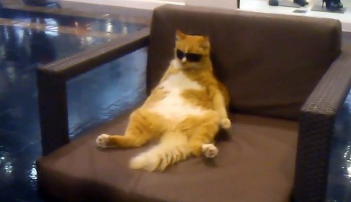 Cat-chilling-mall-1