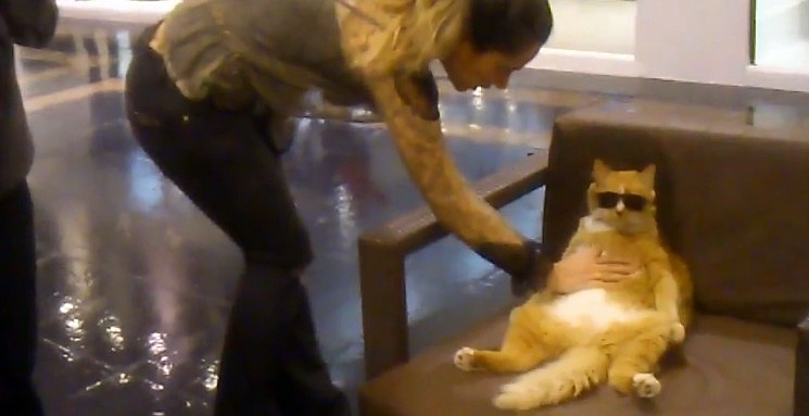 Cat-chilling-mall-3