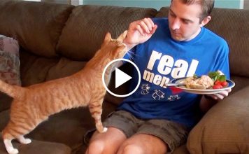 10 Things Cat Owners Have Probably Done