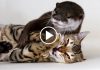 Otter Meets A Bengal Cat For The Very First Time