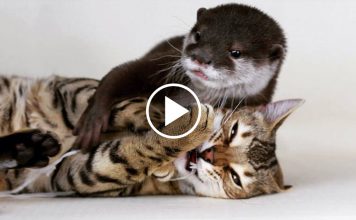 Otter Meets A Bengal Cat For The Very First Time
