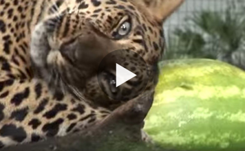 Big Cats Discover Watermelon For The First Time And They Love It!