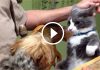 15 Cats Who Aren’t Afraid Of Dogs