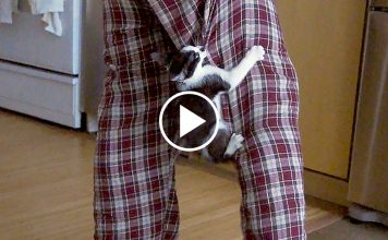 Cat “Rescues” Man From Kitten