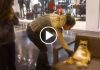 Cool Cat Chills Out at the Mall