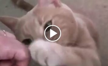 Please, Cuddle The Cat!