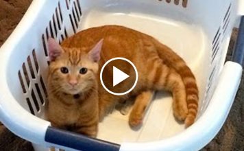 Meet Murphy, The Laundry Basket Hermit Crab Cat