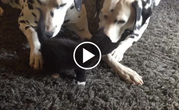Adorable Kitten Plays with Two Dalmatians