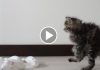 Osamu the Kitten Loves Bowling