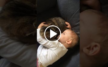 Little Girl Speaks Words of Comfort to Her Sick Cat