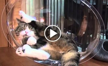 Maru and His Clear Cat Bed