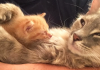 Mother Cat Who Lost All Her Kittens Saves This Tiny Orphan’s Life
