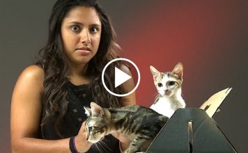 People Who Hate Cats Live With Cats For A Week