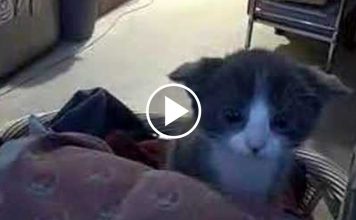 Little Kitten Is Adorable When She’s in Attack Mode!