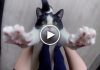 Rescue Cat Greets Human Everyday With The Sweetest "Thank You" Ever
