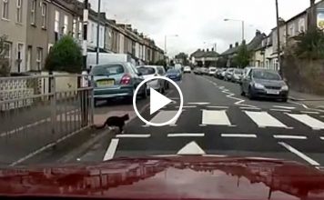 Safety Minded Cat Uses Pedestrian Crossing on Busy Road