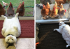 Meet Scruffles, The Cat That Has No Idea Why Chicks Are Going Crazy Over Him