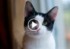 7 Sounds Cats Make and What They Mean