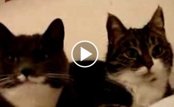 Talking Cats, The Translation