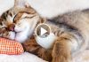 How to Train Your Cat to Let You Sleep