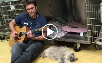 Veterinarian Does The Most Awesome Thing After A Cat Gets Surgery