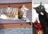 10+ Very UnPhotogenic Cats That Will Make You Laugh Out Loud