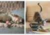 Photographer Creates Portraits Of Disabled Cats Still Enjoying Life, To Challenge Negative Perceptions